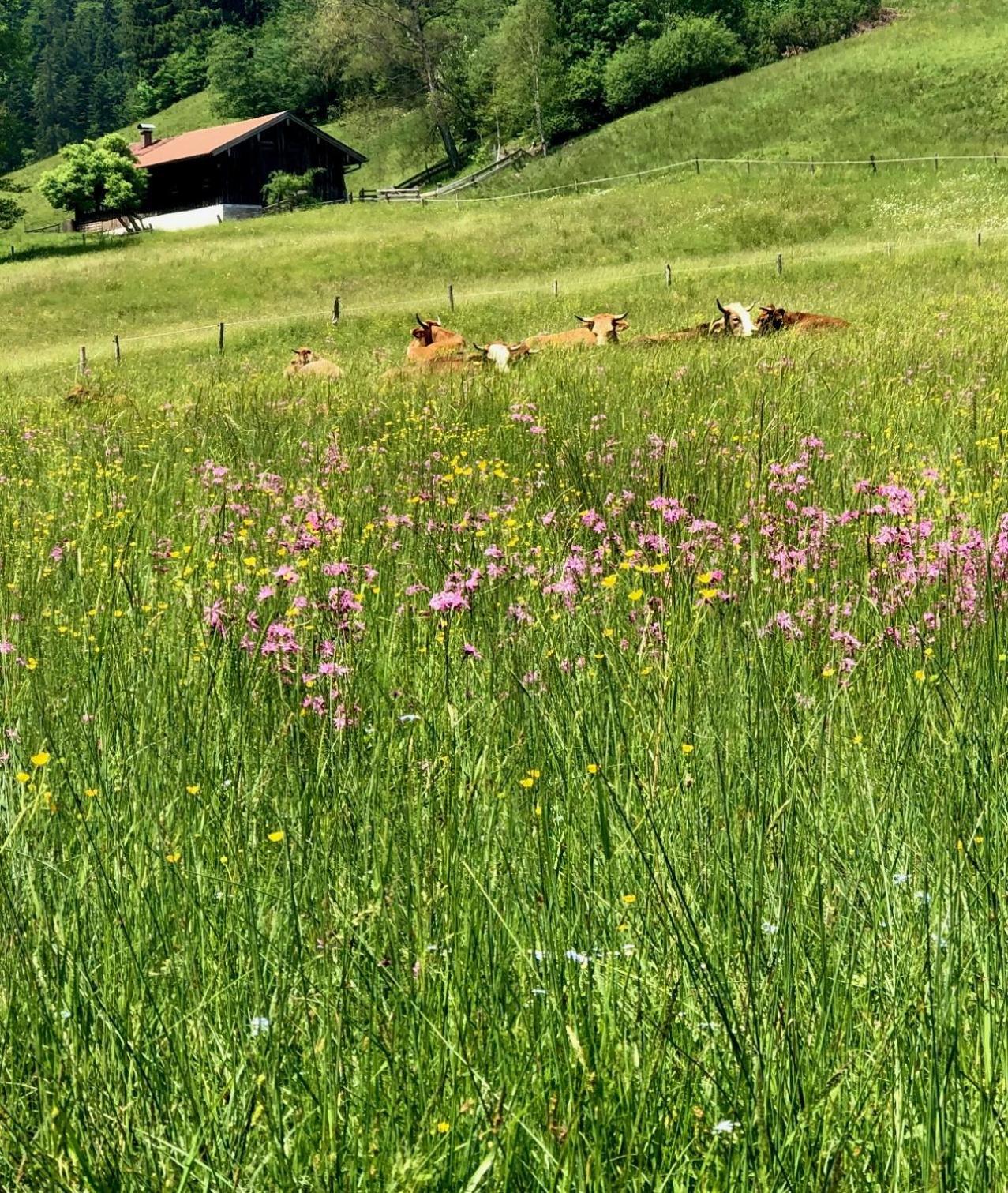 Alpenoase Schliersee - Grosse Suite Mit Sauna Oder Gemuetliche Studio Appartements Kamer foto